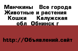 Манчкины - Все города Животные и растения » Кошки   . Калужская обл.,Обнинск г.